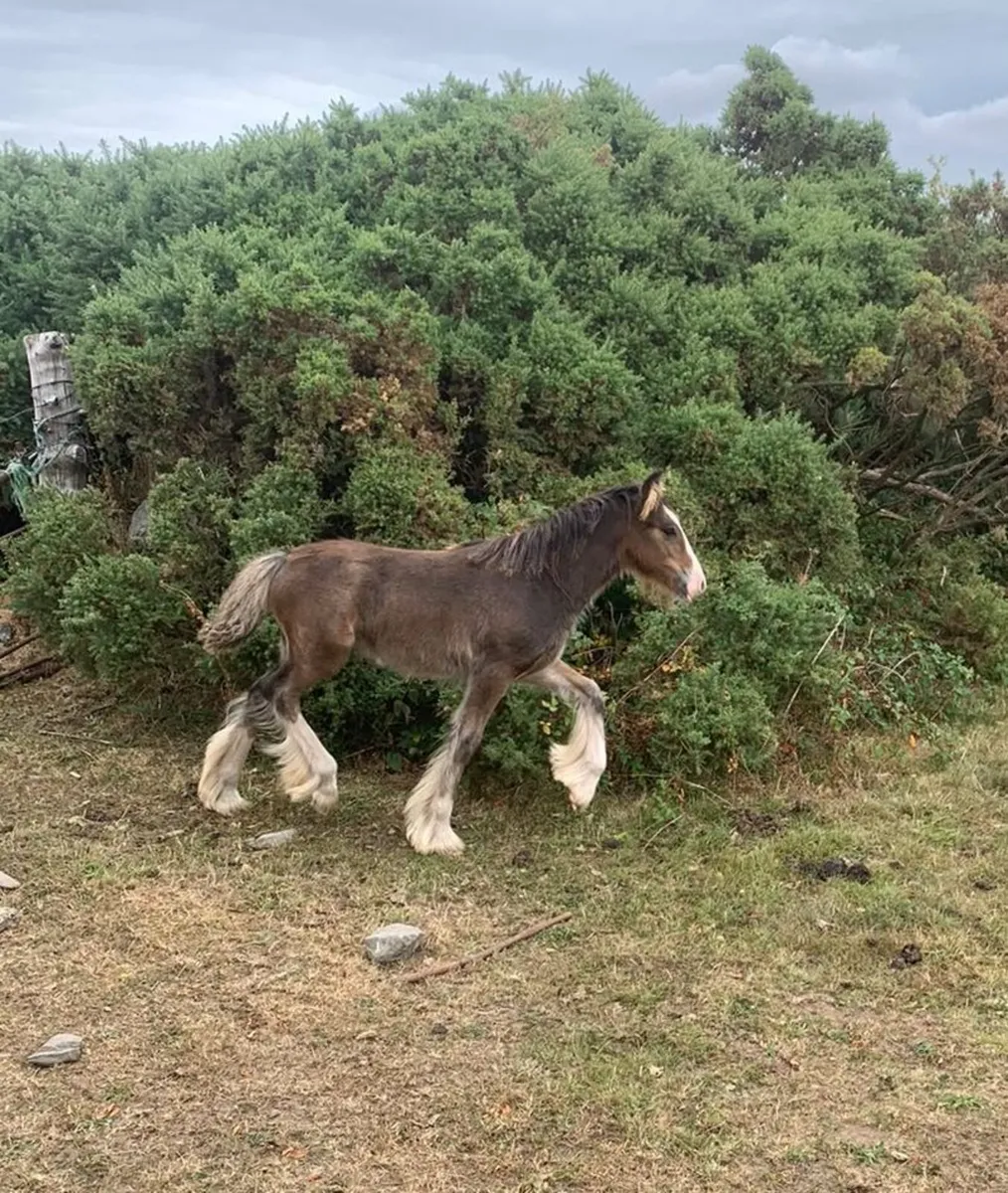 Colts for sale - Image 2