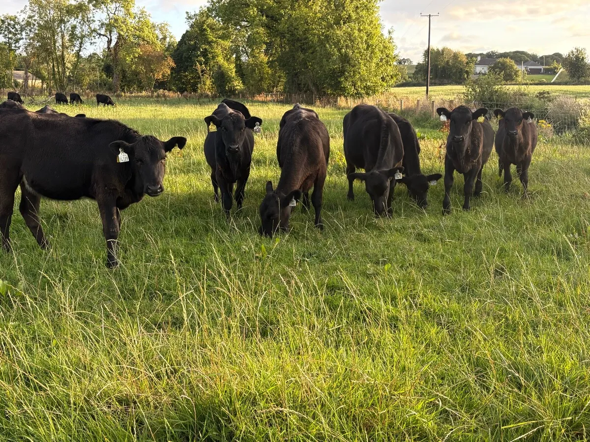35 Angus heifers for sale - Image 2