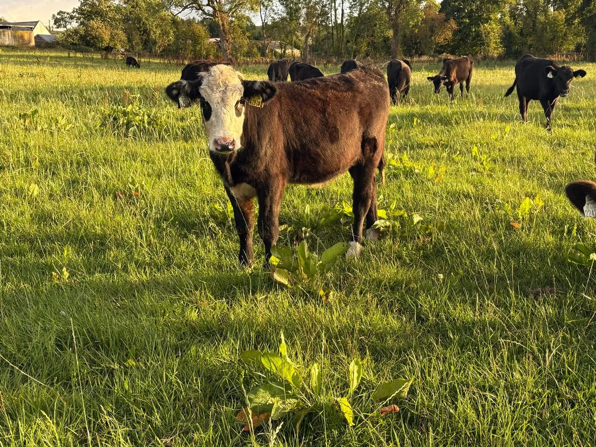 35 Angus heifers for sale - Image 3