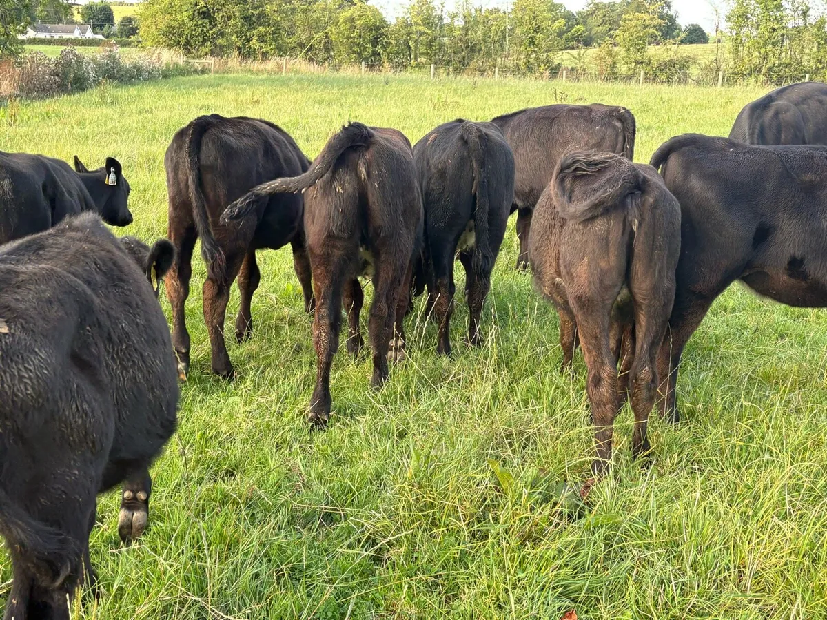 35 Angus heifers for sale - Image 4