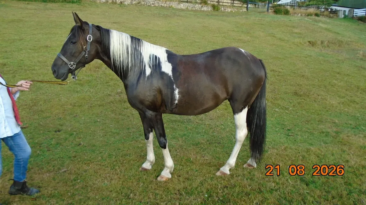 "Pippin",   14.3hh  Piebald  mare - Image 3