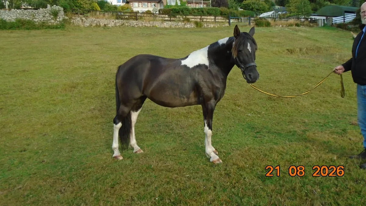 "Pippin",   14.3hh  Piebald  mare - Image 4