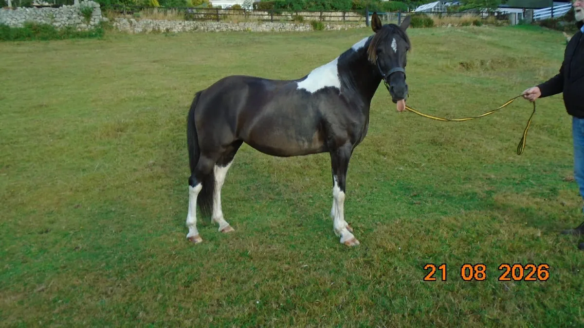 "Pippin",   14.3hh  Piebald  mare - Image 1