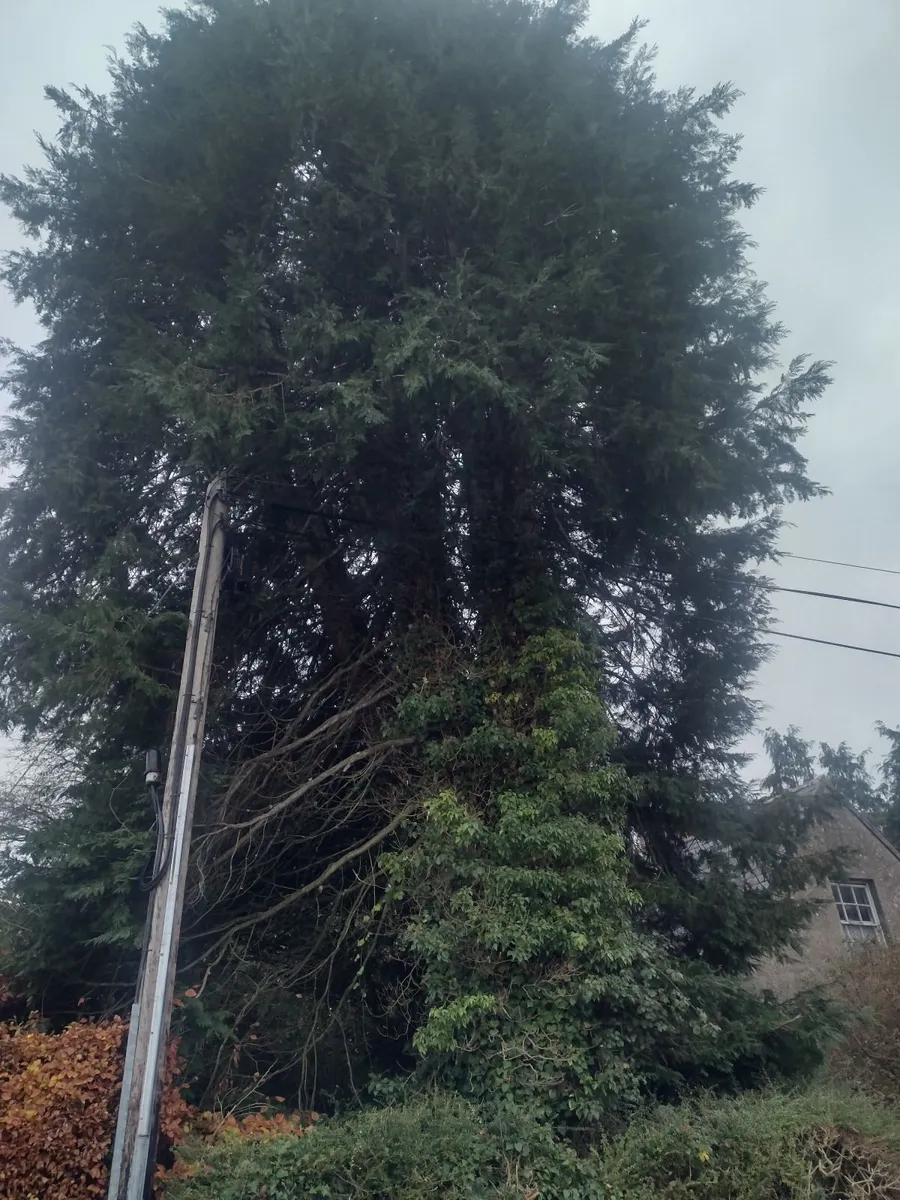 Trees for sale for firewood - approx 30 trees - Image 4