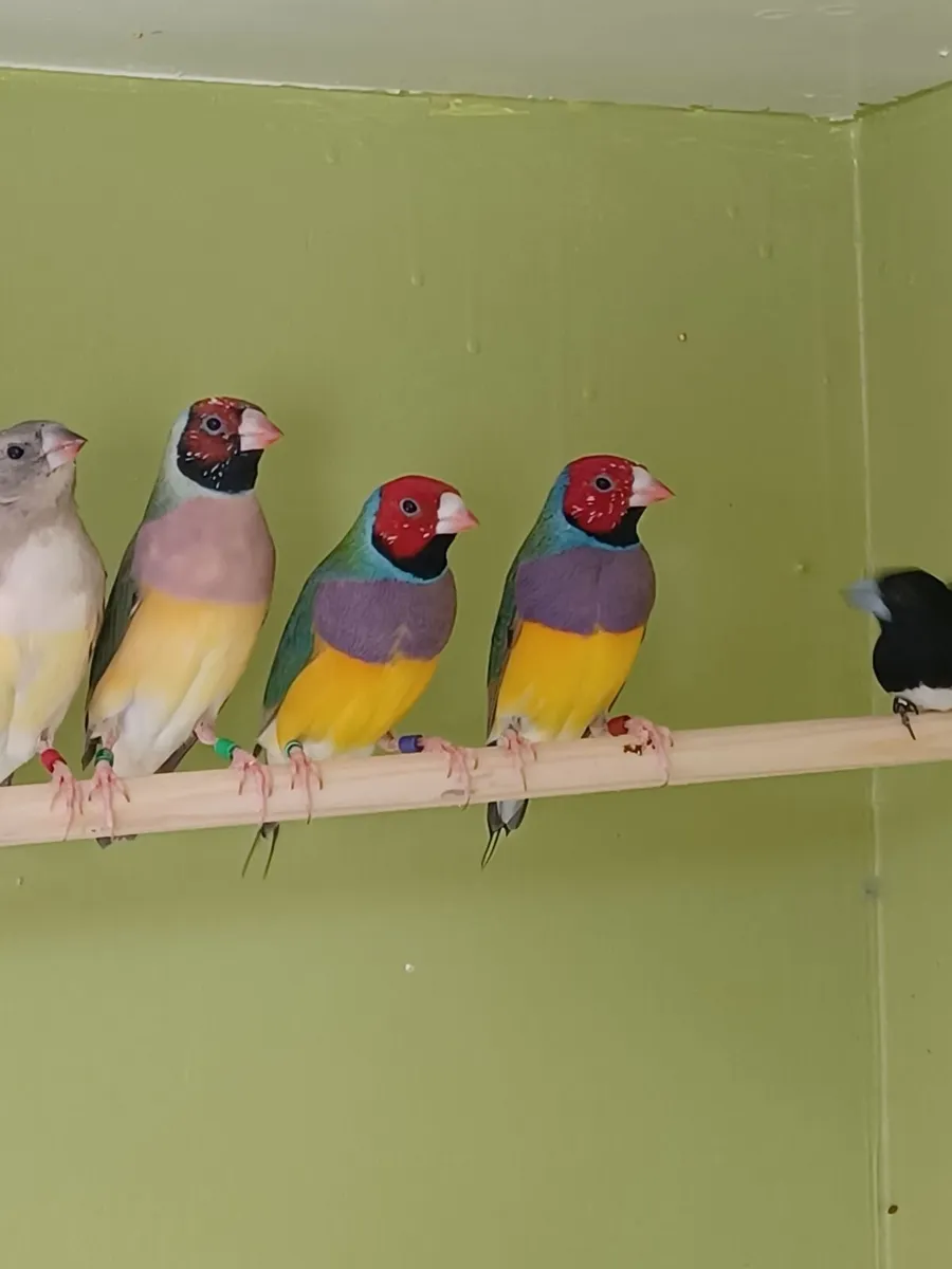Birds - Image 2