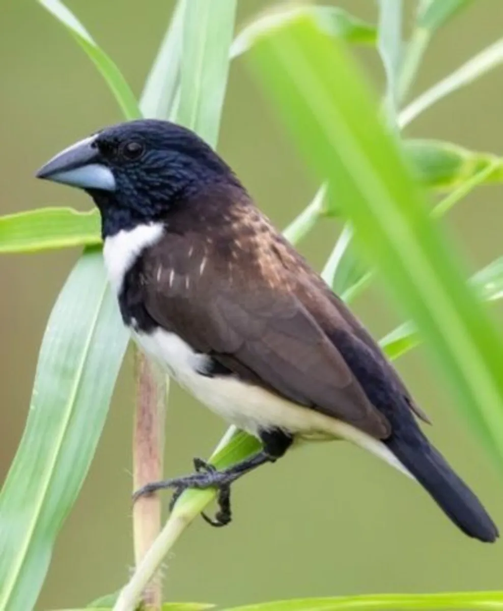 Birds - Image 3