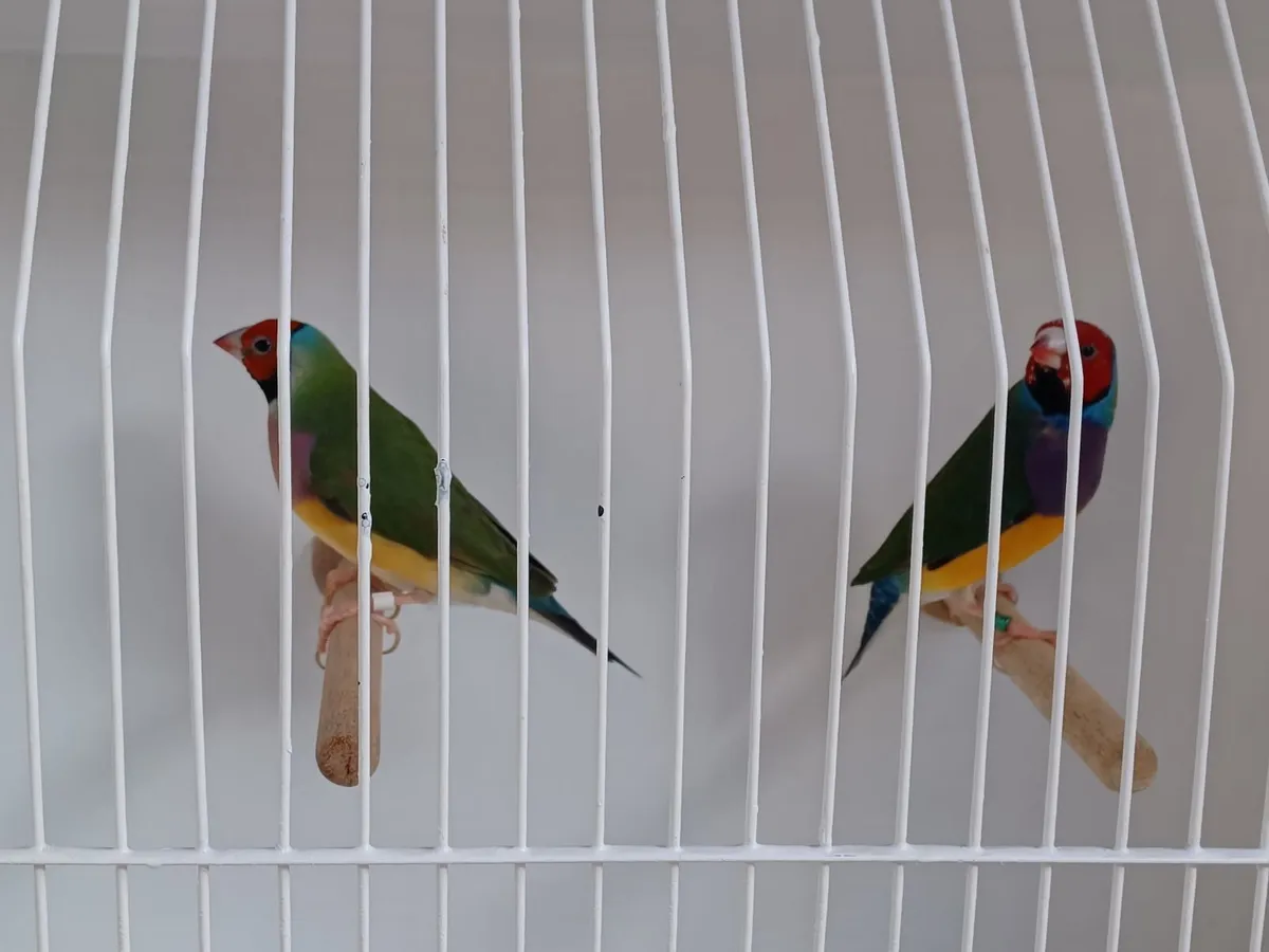 Birds - Image 4