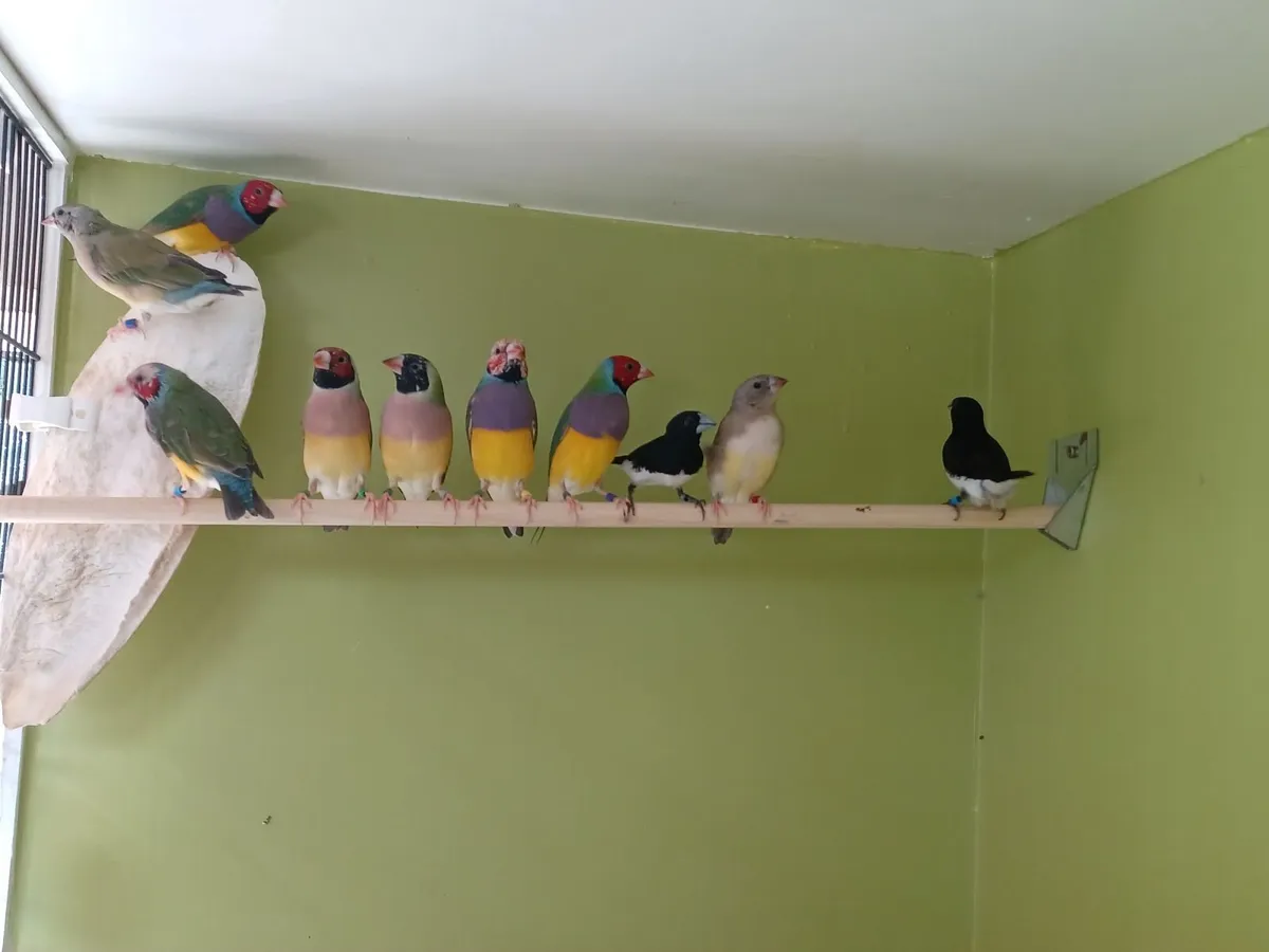 Finches for Sale - Image 3