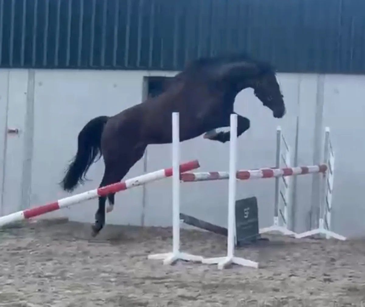 3 year old womaniser x Atlantic cruise filly - Image 2