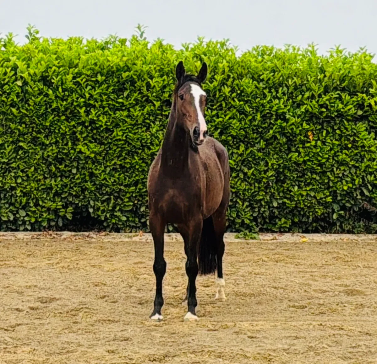 3 year old womaniser x Atlantic cruise filly - Image 1