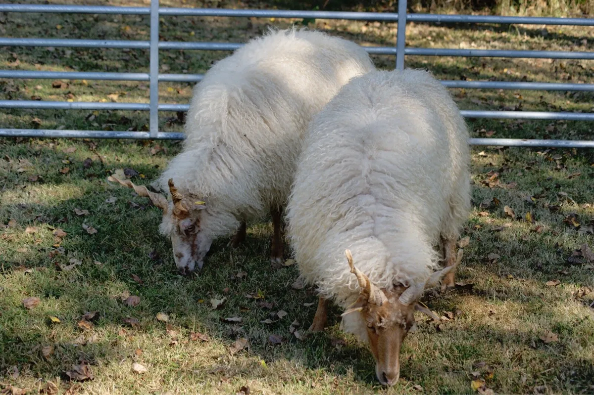 Hungarian Racka Sheep - Image 4