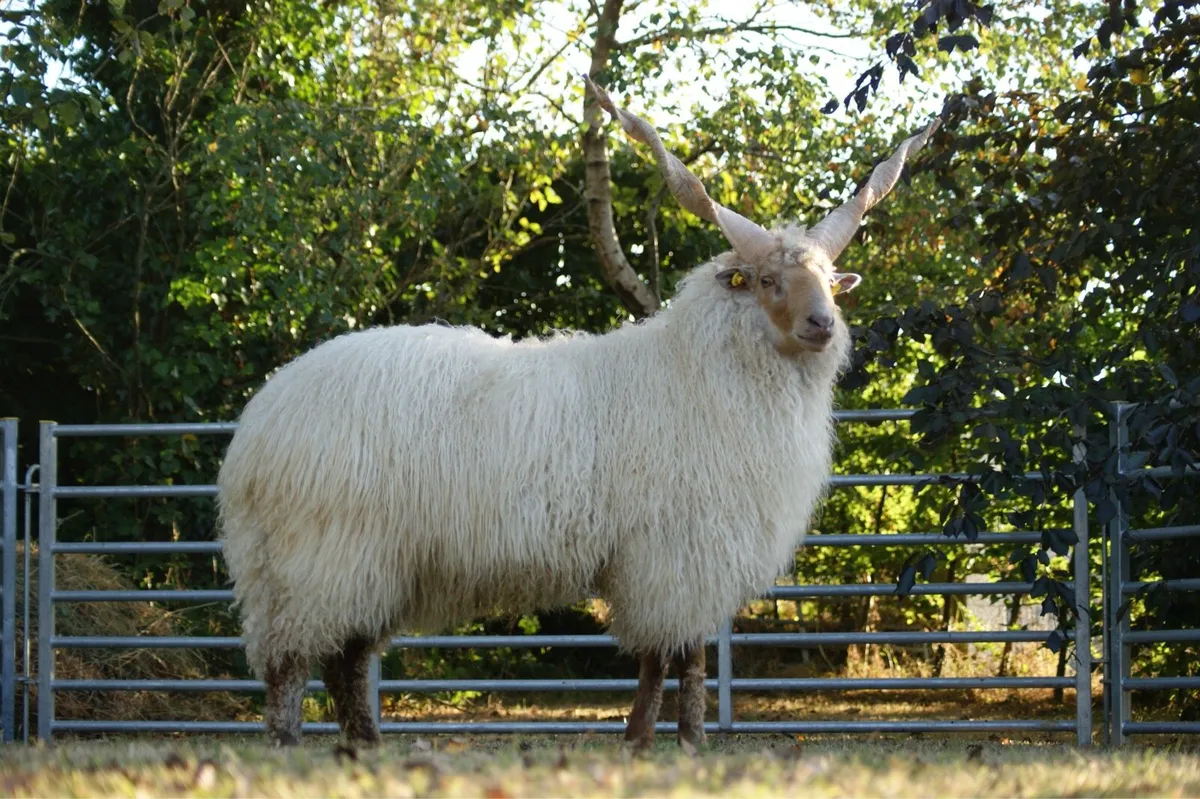 Hungarian Racka Sheep - Image 1