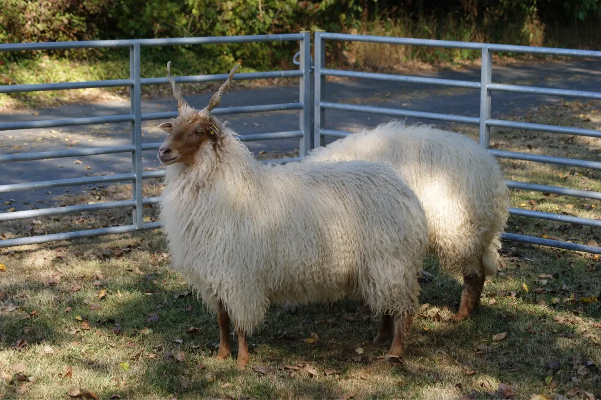 Hungarian Racka Sheep - Image 2