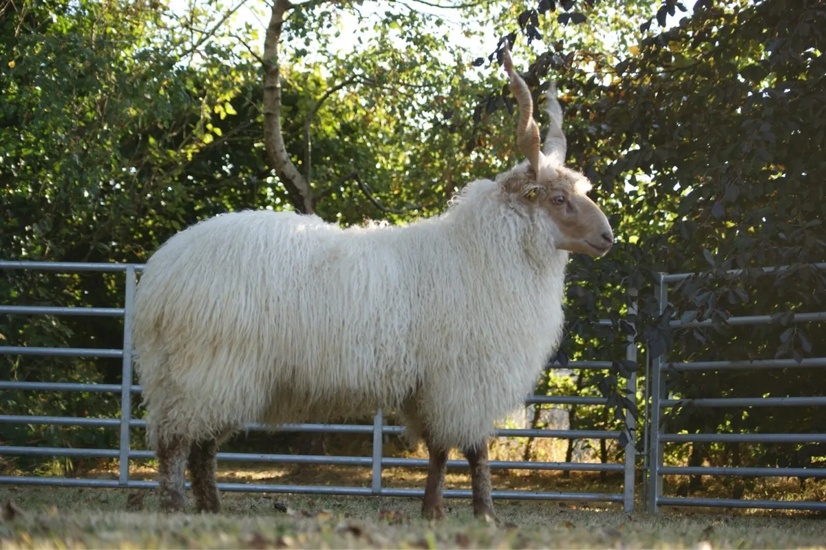 Hungarian Racka Sheep - Image 3