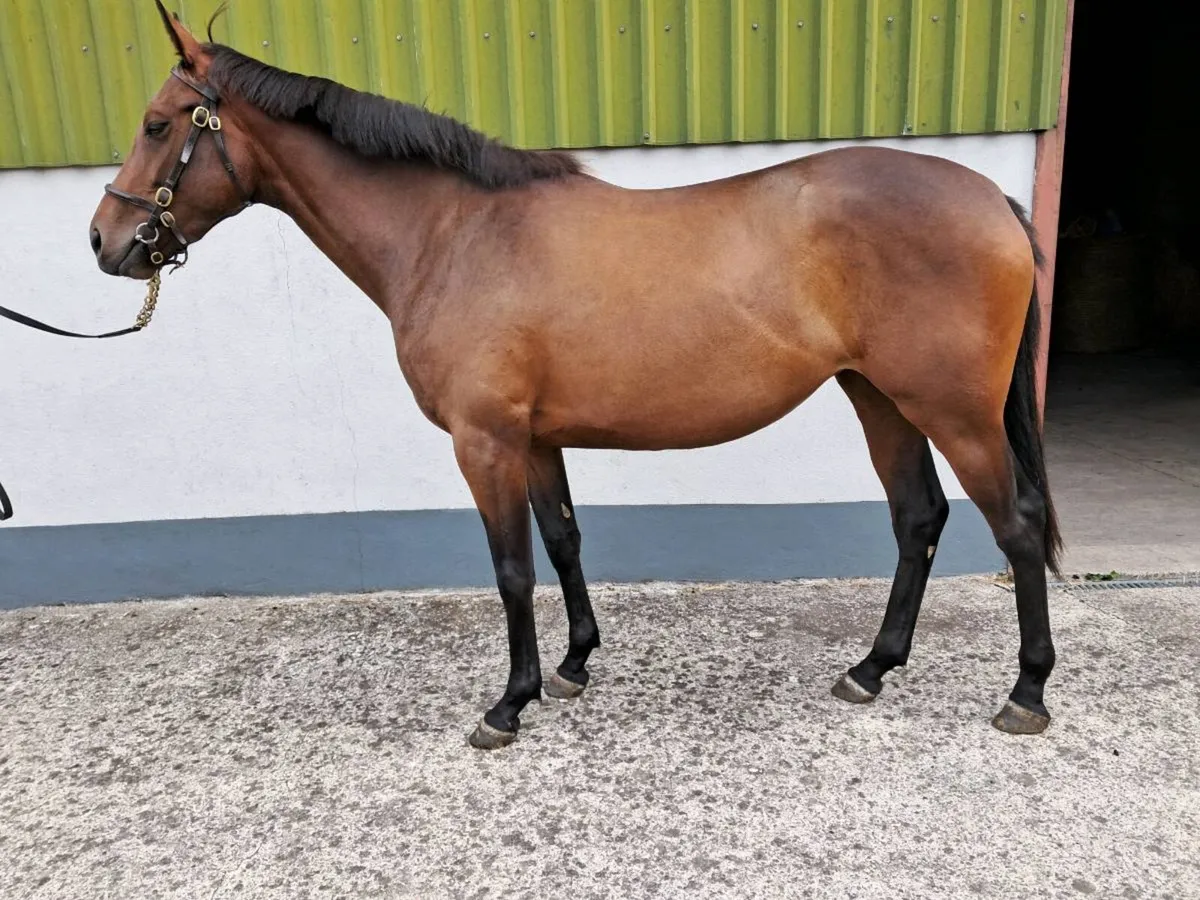 Crystal Oceanía 2yo filly. - Image 2