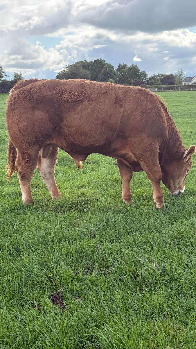 5Star 🌟 Pedigree Limousin Bulls - Image 1