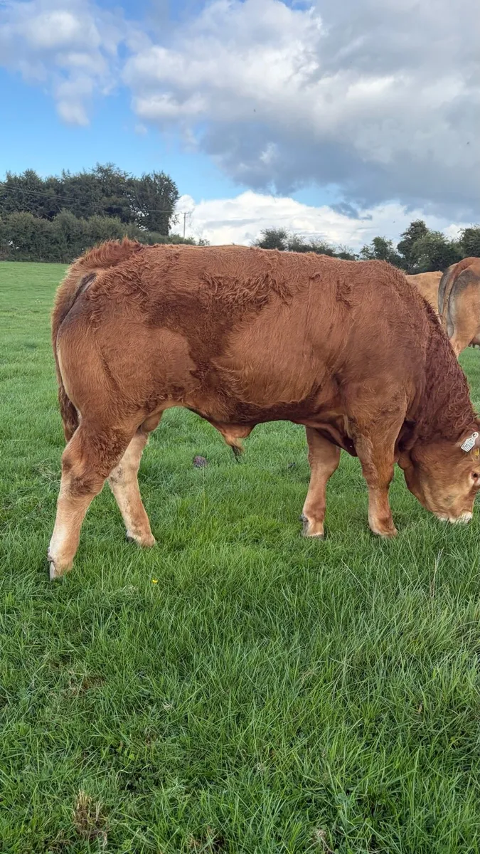 5Star 🌟 Pedigree Limousin Bulls - Image 2