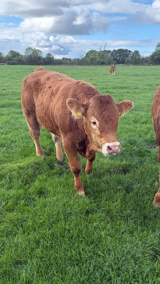 5Star 🌟 Pedigree Limousin Bulls - Image 3