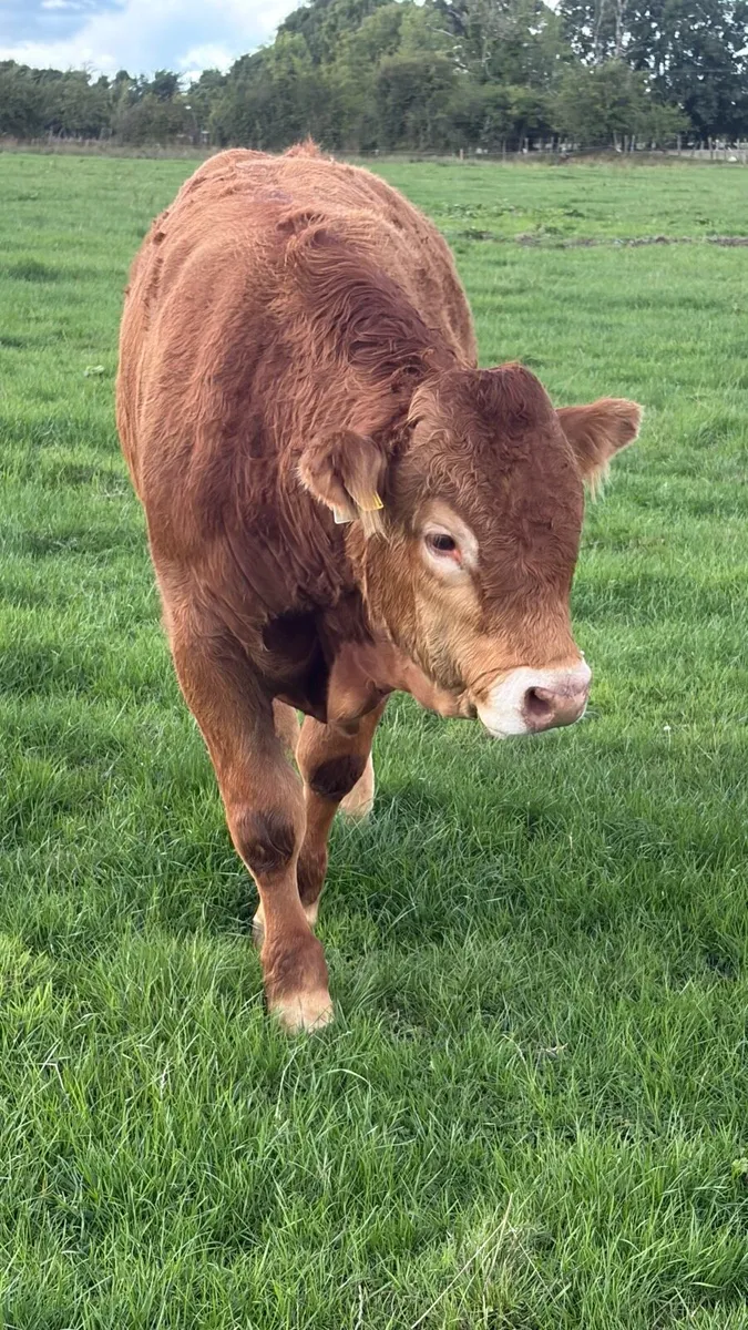 5Star 🌟 Pedigree Limousin Bulls - Image 4