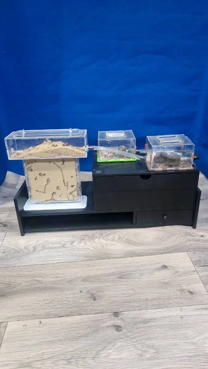 Complete Ant Farm - Image 1