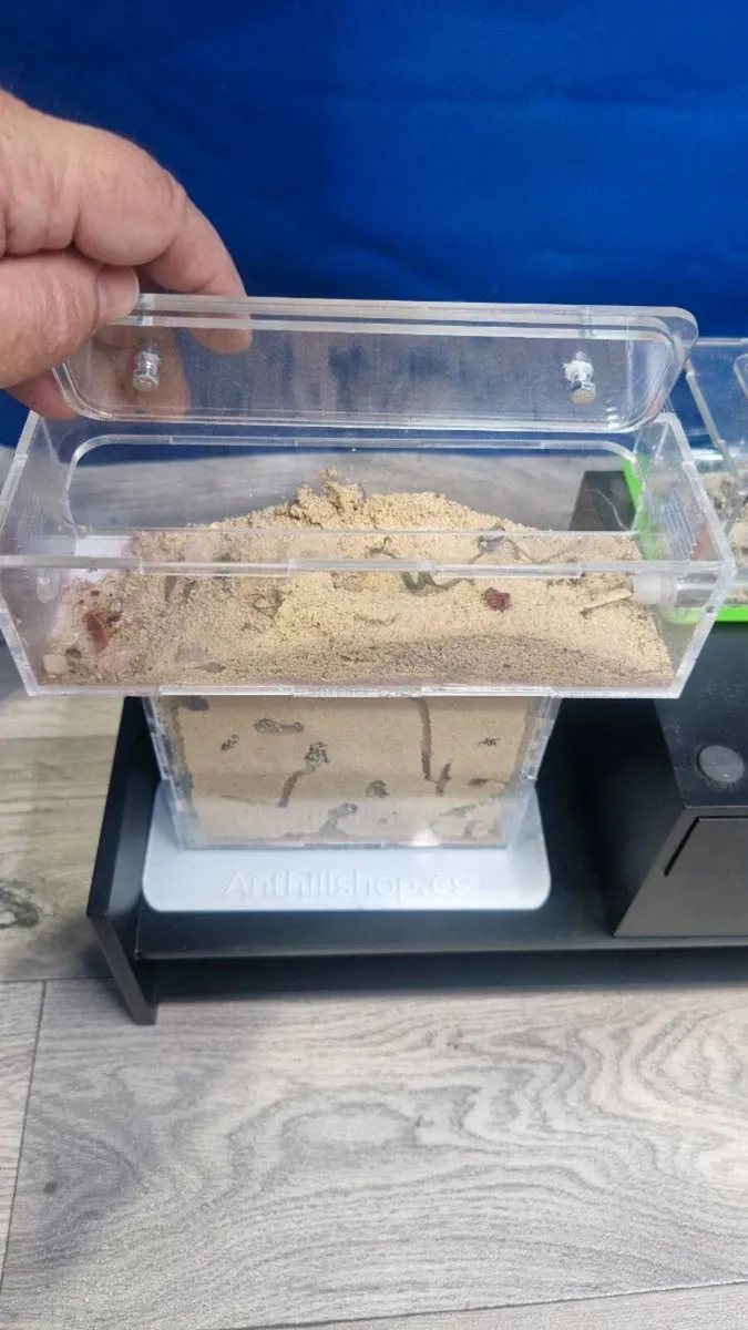 Complete Ant Farm - Image 4