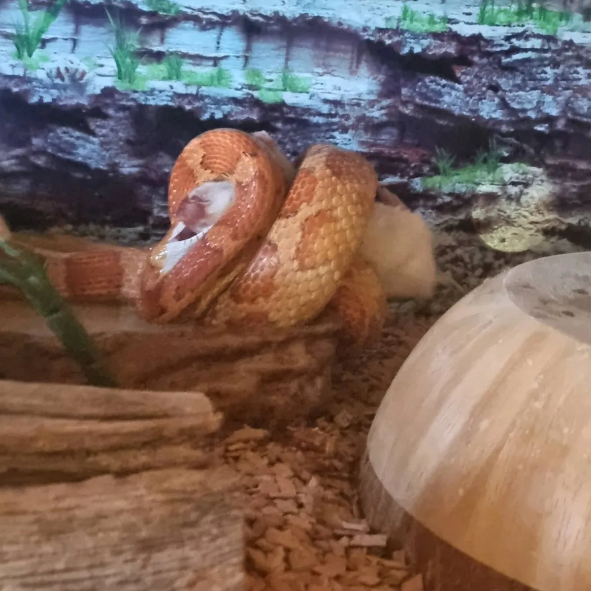 Corn snake and vivarium - Image 3