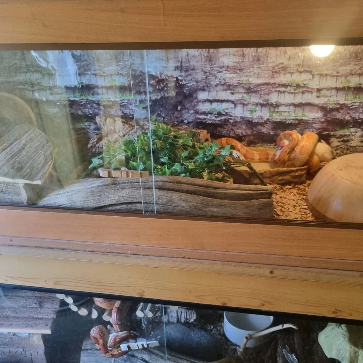 Corn snake and vivarium - Image 4