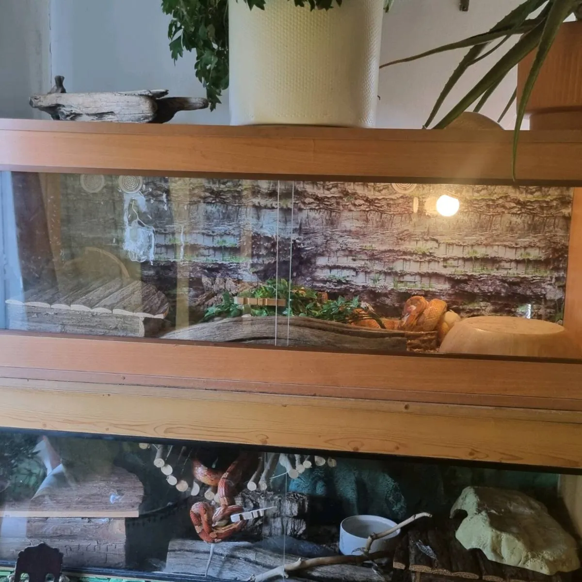 Corn snake and vivarium - Image 1