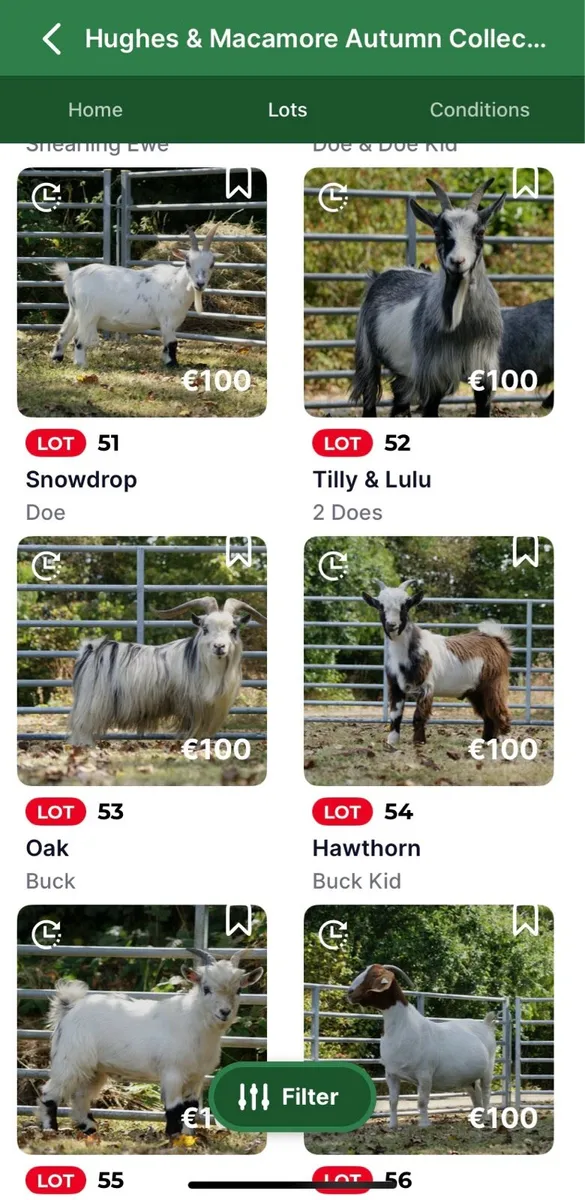 Pygmy Goat Herd Dispersal on MartEye - Image 1