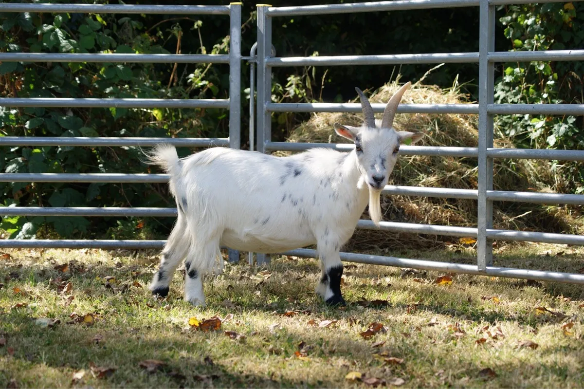 Pygmy Goat Herd Dispersal on MartEye - Image 4