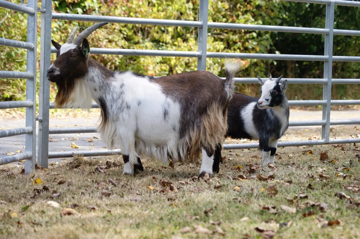 Pygmy Goat Herd Dispersal on MartEye - Image 3