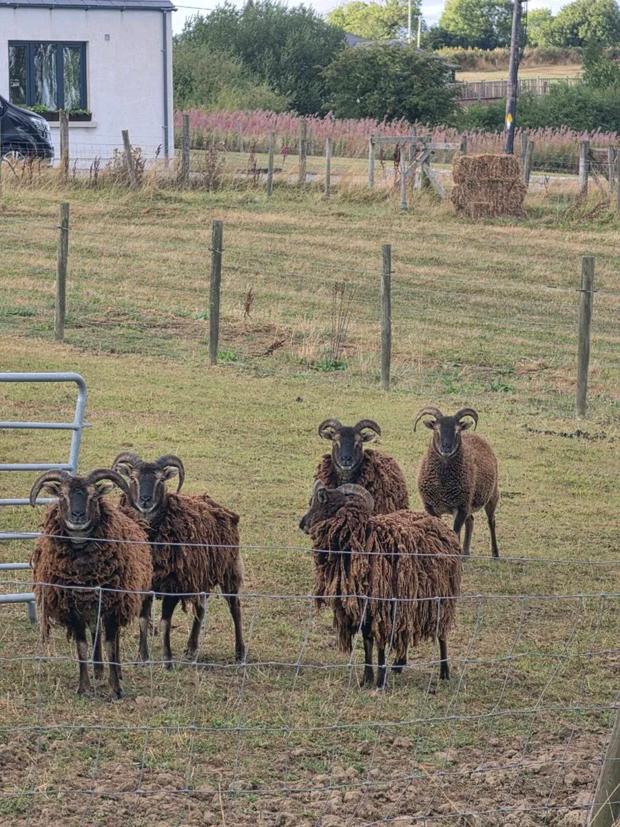Soay sheep - Image 1
