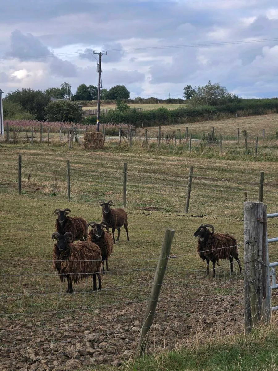 Soay sheep - Image 2