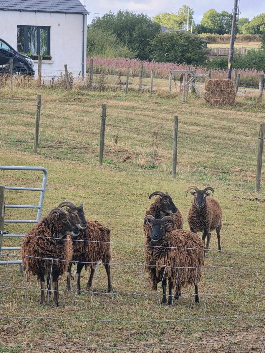 Soay sheep - Image 3