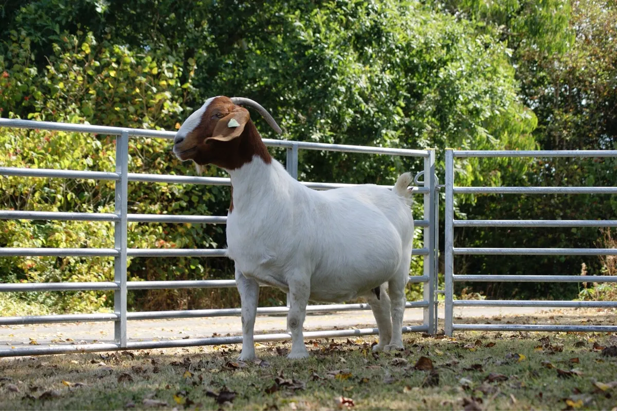 Purebred Boer Goats on MartEye - Image 1