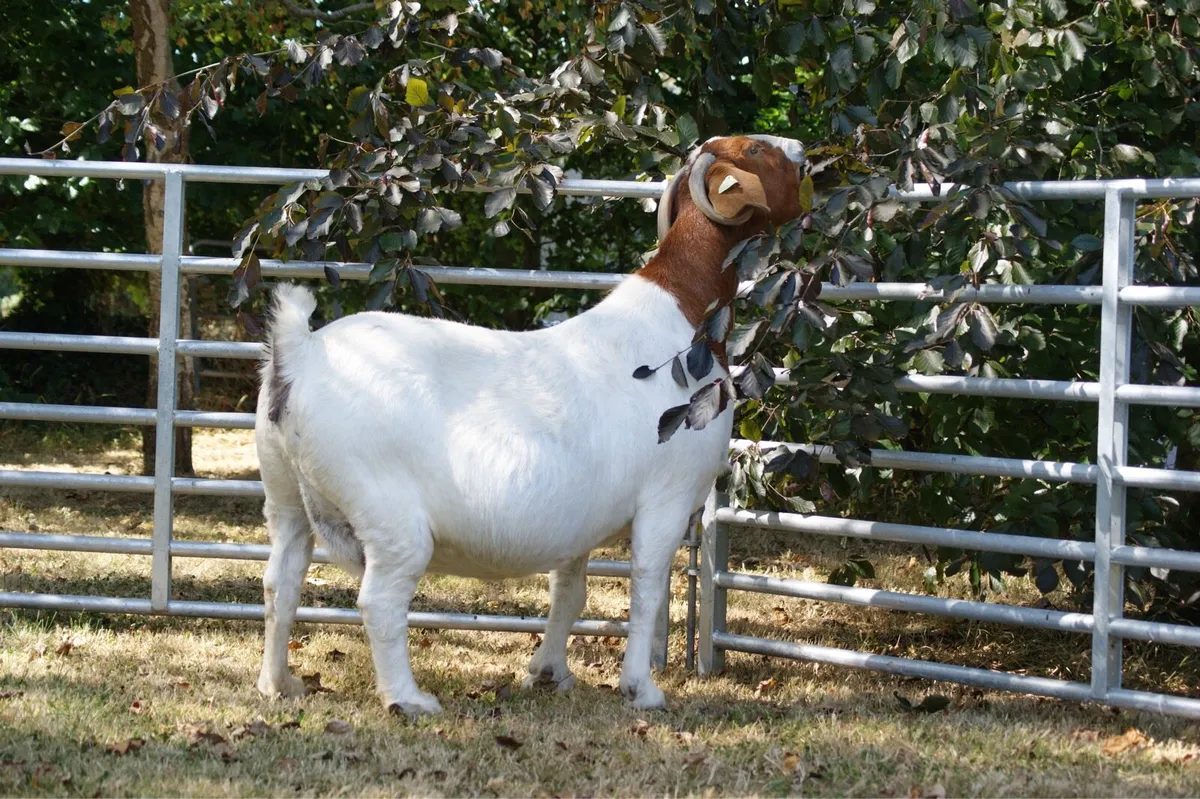 Purebred Boer Goats on MartEye - Image 3
