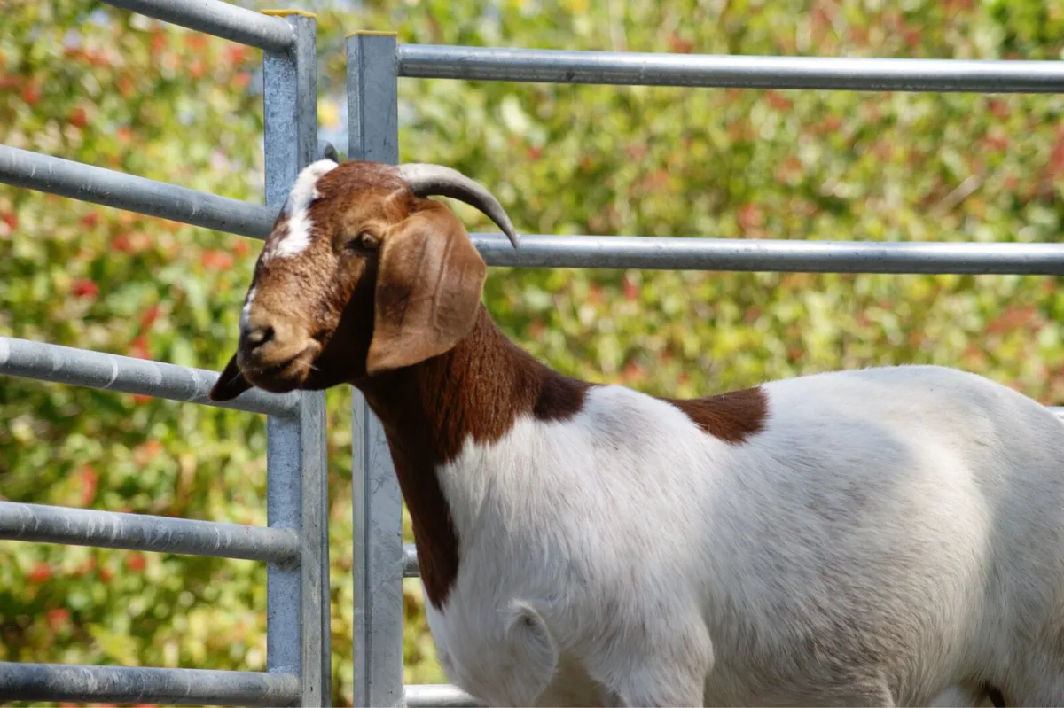Purebred Boer Goats on MartEye - Image 4