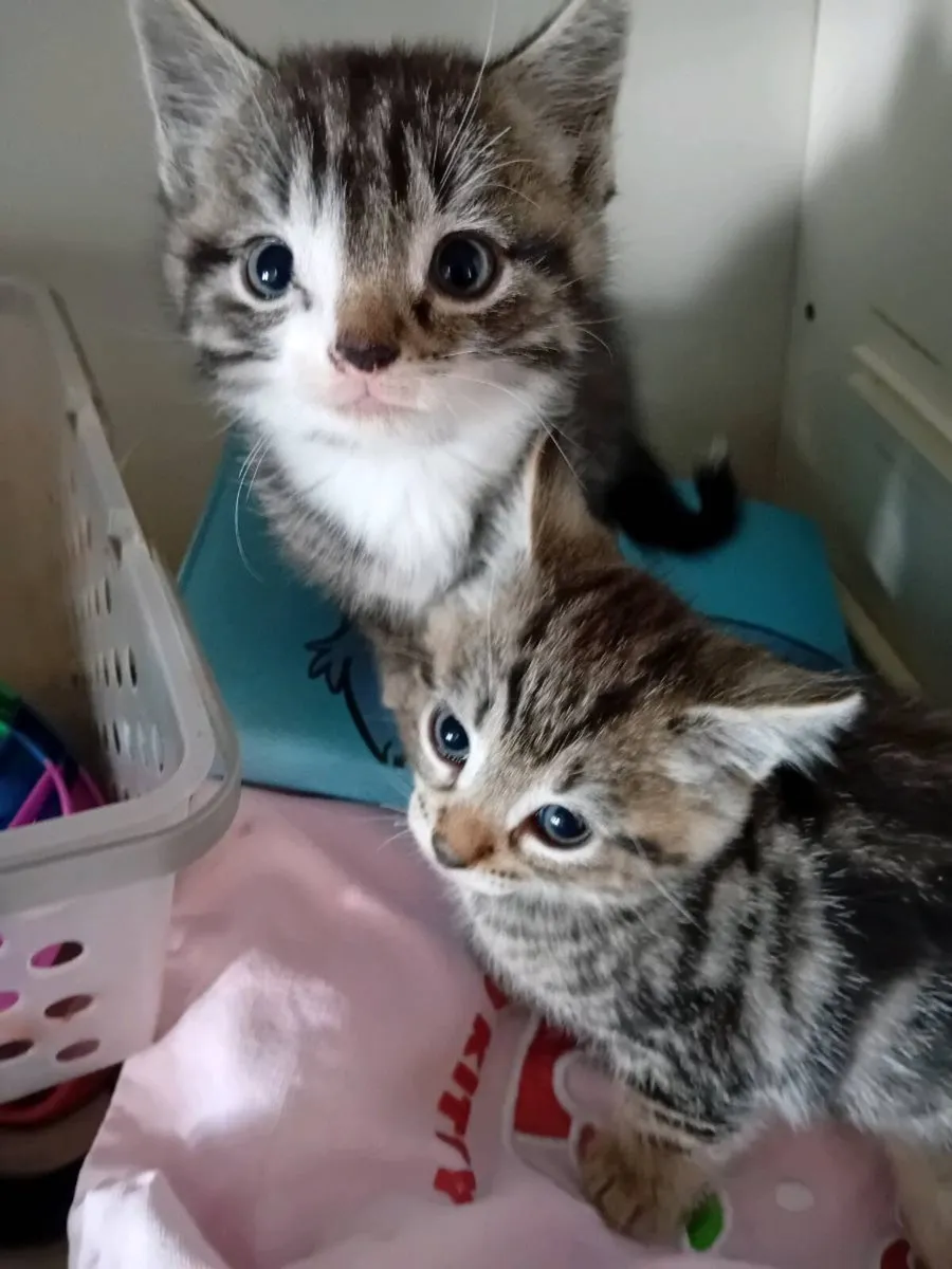 Kittens - Image 1