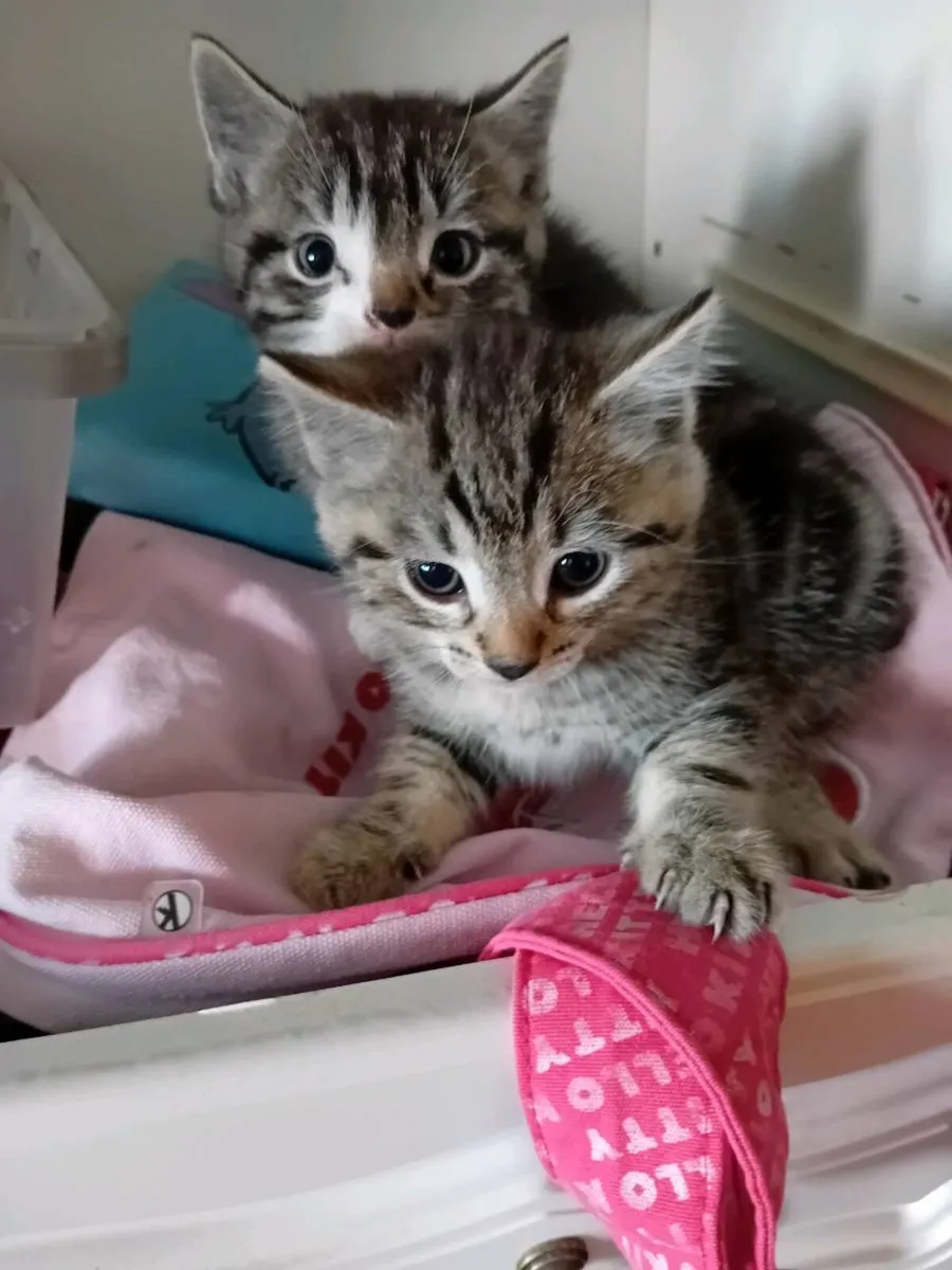 Kittens - Image 2