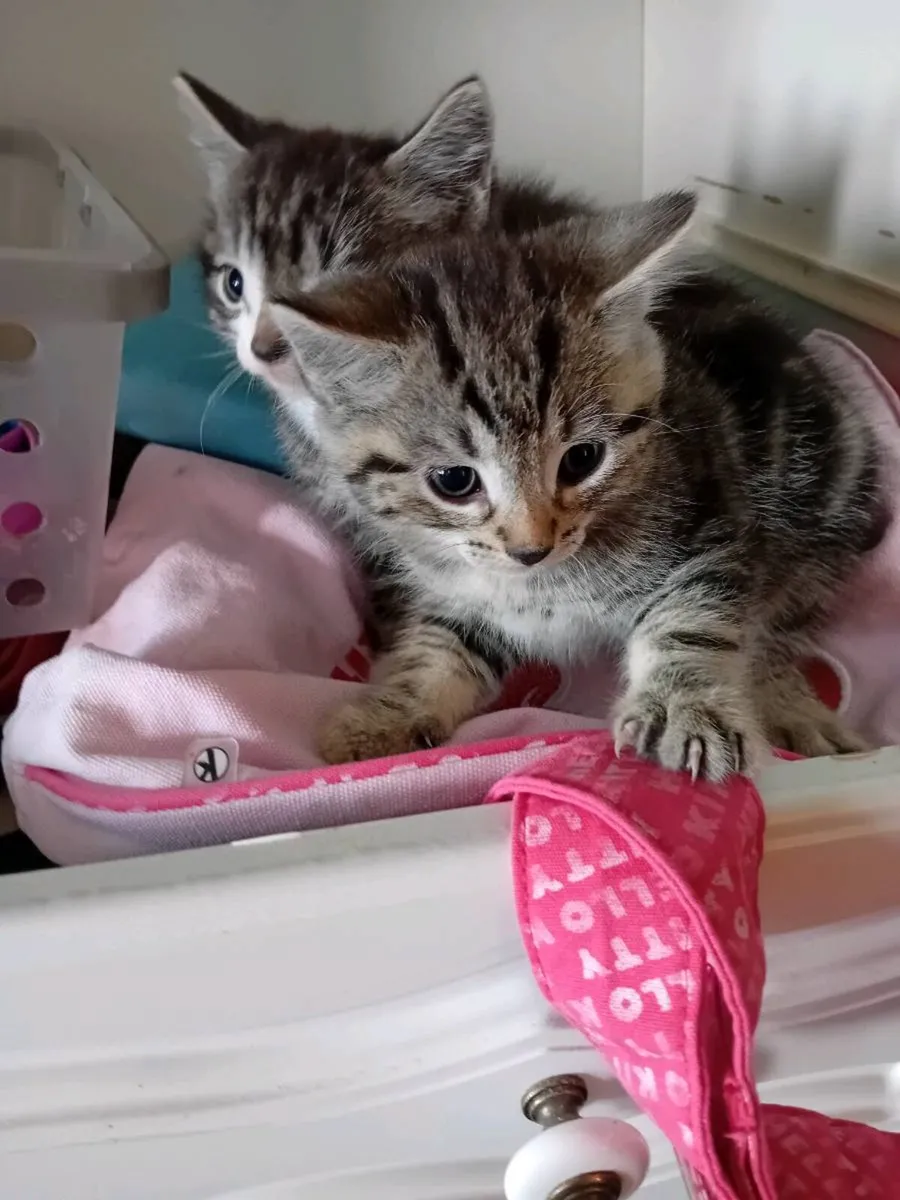 Kittens - Image 3