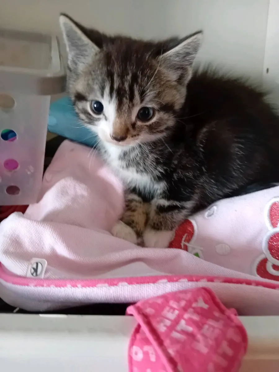 Kittens - Image 4