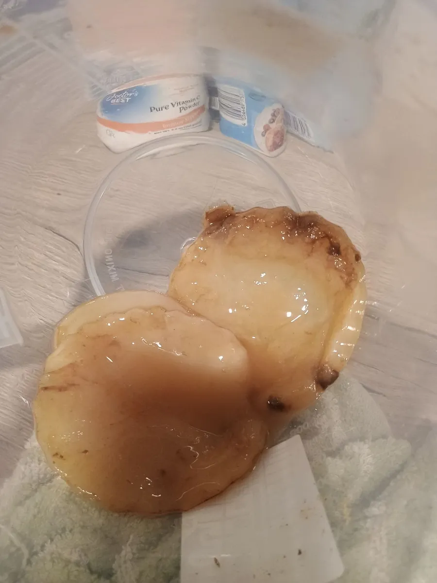 Kombucha - SCOBY