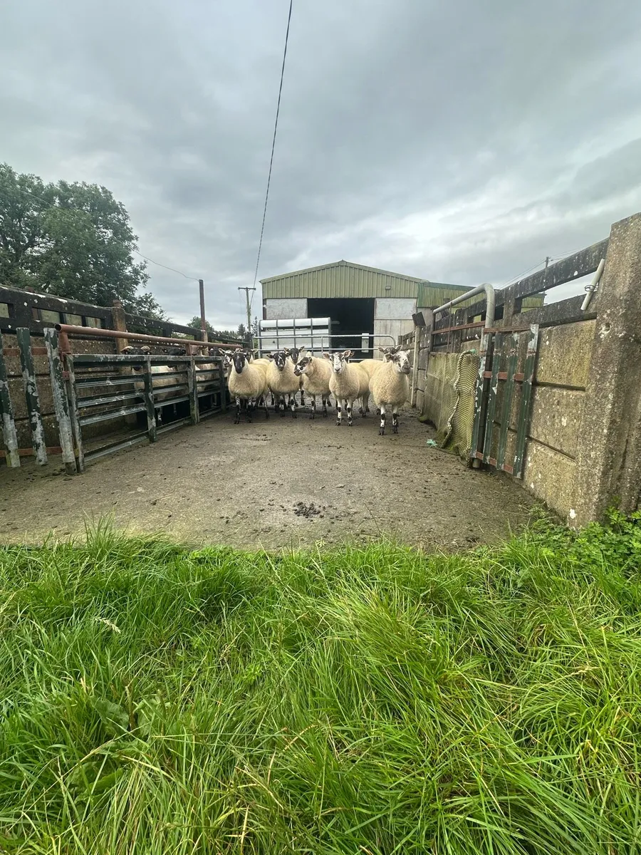 Cheviot Cross Hoggets - Image 1