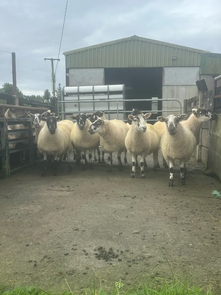 Cheviot Cross Hoggets - Image 2