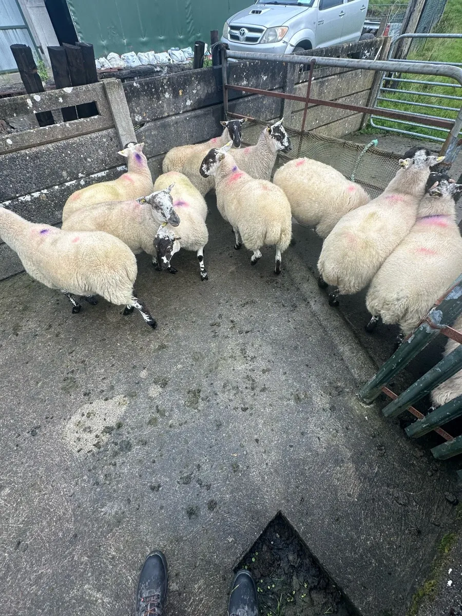 Cheviot Cross Hoggets - Image 3
