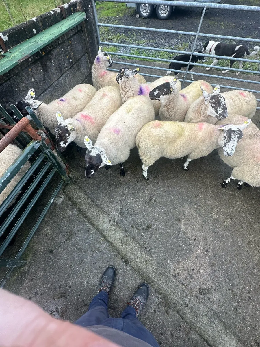 Cheviot Cross Hoggets - Image 4