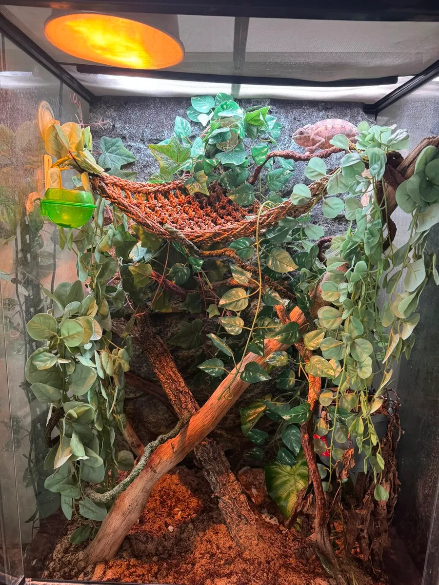 Pantern Chameleon with Terrarium - Image 4