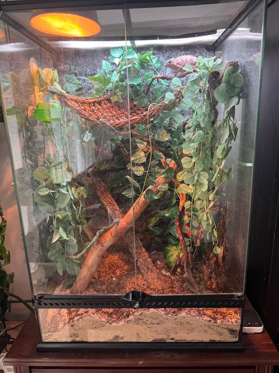 Pantern Chameleon with Terrarium - Image 1