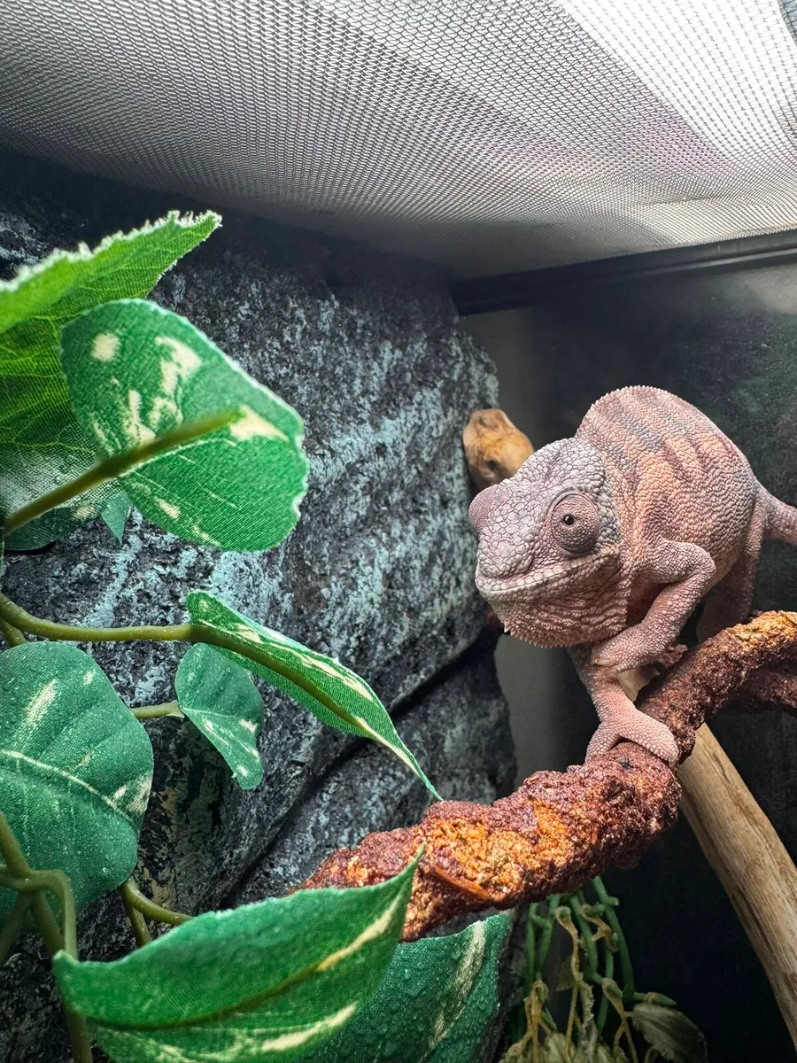 Pantern Chameleon with Terrarium - Image 2
