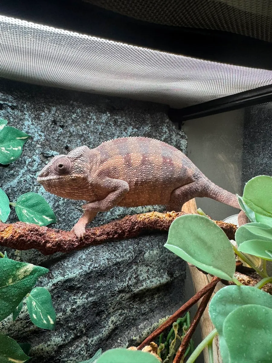 Pantern Chameleon with Terrarium - Image 3